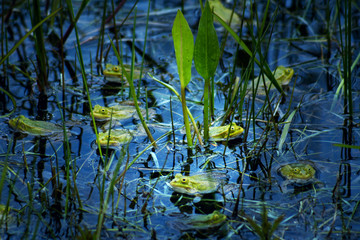 family of frogs in a pond