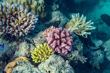 Underwater Marine Life: Fish, Clams, Corals, Divers