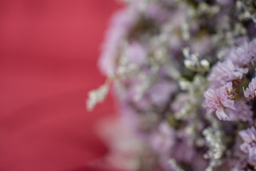 Purple flower on red sofa