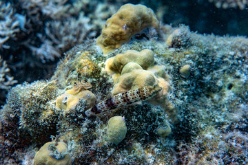 Obraz na płótnie Canvas Underwater Marine Life: Fish, Clams, Corals, Divers