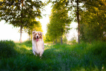 Young red merle australian shepherd dog standing between green trees in sunny day in the park.