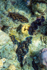 Underwater Marine Life: Fish, Clams, Corals, Divers