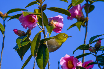 野鳥　メジロ