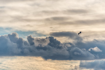 Dramatic Sunset Sky with a Bird