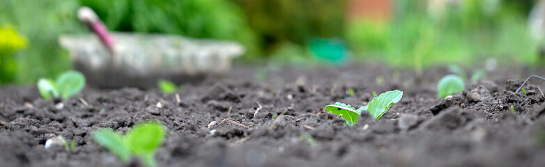 Cabbage sprouts in rows on garden beds in the vegetable field. Cultivation of vegetables. Agriculture. Gardening in the summer house in the spring and summer season. Panoramic banner.