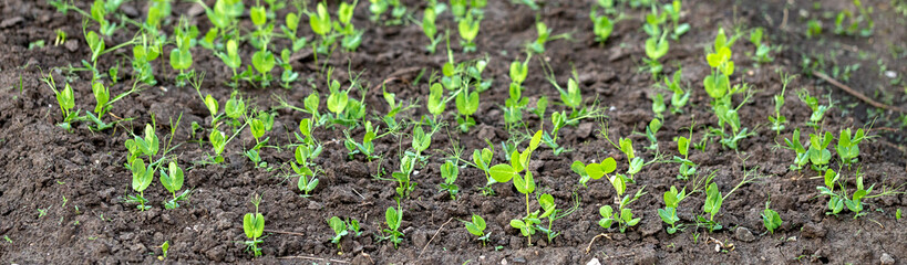 The pea shoots in rows on garden beds in the vegetable field. Cultivation of vegetables. Agriculture. Gardening in the summer house in the spring and summer season. Panoramic banner.