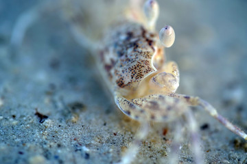 Close up: Sand-bubbler crab