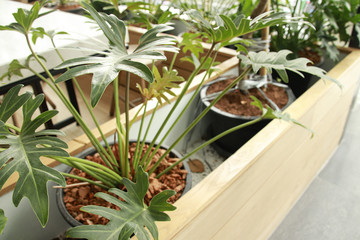 Philodendrons and other indoor foliage as interior design decoration to create a calming and gender neutral space that promotes healthy living and wellness