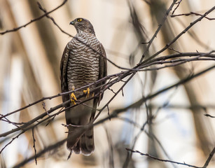 Sparrow Hawk in a Bare Tree