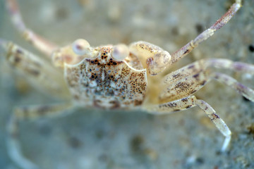Close up: Sand-bubbler crab