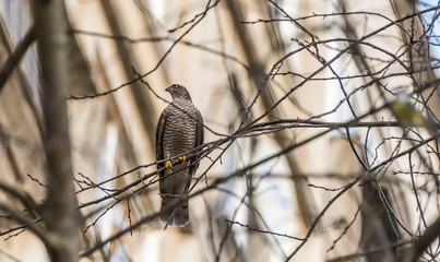 Sparrow Hawk in a Bare Tree