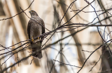 Sparrow Hawk in a Bare Tree