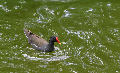Moorhen swimming in pond in a summer day