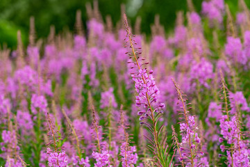 Willowherbs bloom. Rose and purple blooming blossom. Flower field with pink petals in natural environment. Fireweeds, Chamaenerion.