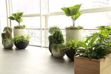Houseplants decorating a brightly lit balcony to make relaxing and gender neutral home space