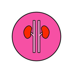 vector kidney anatomy icon with ducts