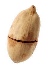 Pecan nuts on white background
