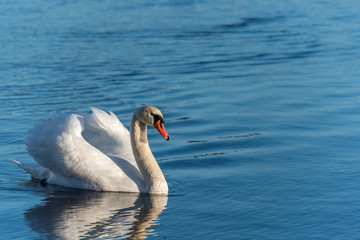 Fototapeta na wymiar Swan Swimming on a Calm Lake in Latvia
