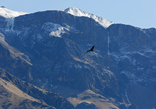 Andean Condor (Vultur gryphus) Flying over Colca Canyon, Against Cliffside and Glacier Mountains. Colca Canyon, Peru