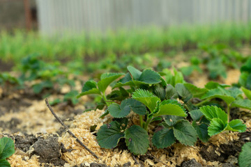 Bush of strawberry with mulch. Close-Up. Agricultural.
