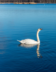 Swan Swimming on a Calm Lake in Latvia