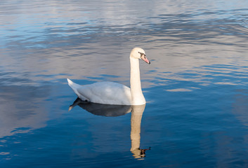 Swan Swimming on a Calm Lake in Latvia