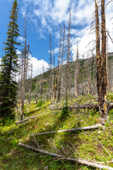 The Rockies. Regrowing forest after extensive fire damage Hiking trail at Helen Lake, Banff National Park, Alberta, Canada