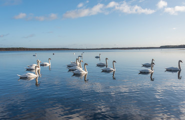 Swans Swimming on a Calm Lake in Latvia