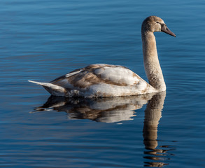 Young Swan Swimming on a Calm Lake in Latvia