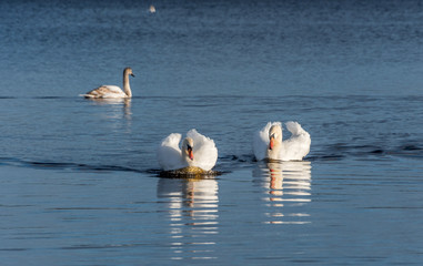 Swans Swimming on a Calm Lake in Latvia