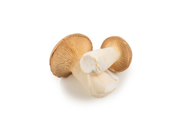 Fototapeta na wymiar Shitake, eringi tasty mushroom isolated on white background.