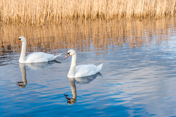 Swans Swimming on a Calm Lake in Latvia