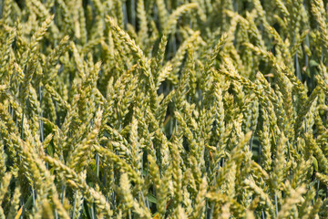 A corn field in summer.