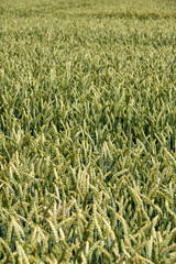 field of corn