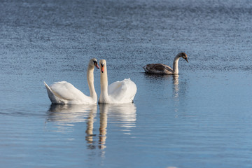 Swans Swimming on a Calm Lake in Latvia