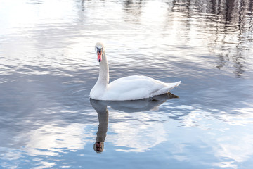 Swan Swimming on a Calm Lake in Latvia