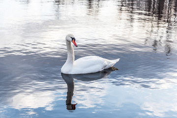 Swan Swimming on a Calm Lake in Latvia
