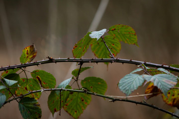 branch of blackberry with leaves on a background