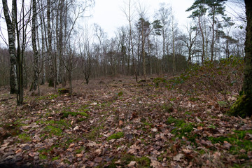 Fototapeta premium forest in autumn