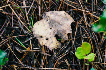 An autumn leaf eaten by insects lies on old coniferous needles in the forest. Autumn background