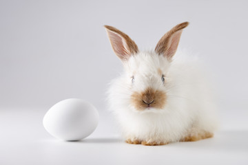 Easter bunny rabbit with egg on gray background