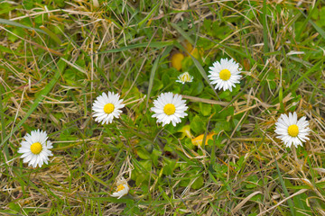 daisy in grass