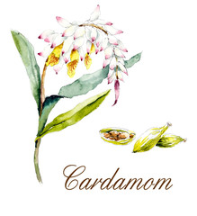 Cardamon seeds. How grow up plants. Watercolor hand drawn illustration. - 316513347