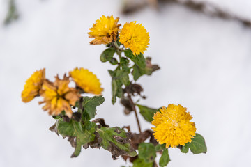 Yellow Flower in the Snow