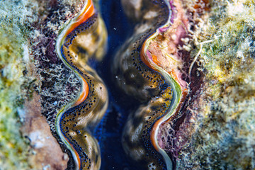 Underwater Marine Life: Fish, Clams, Corals, Divers