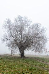 Novi Sad, Serbia - January 16, 2020: Park from Detelinara settlement in Novi Sad covered with fog 