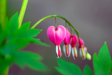 Dicentra spectabilis pink bleeding hearts in bloom on the branches, flowering plant in springtime...