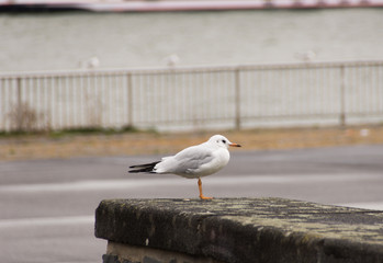 Möwe sitzt auf einem Stein, neben dem Rhein Fluss in Köln