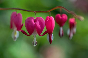Dicentra spectabilis pink bleeding hearts in bloom on the branches, flowering plant in springtime...
