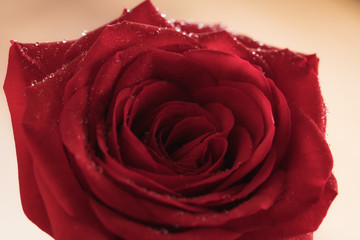 Closeup red rose with water drops